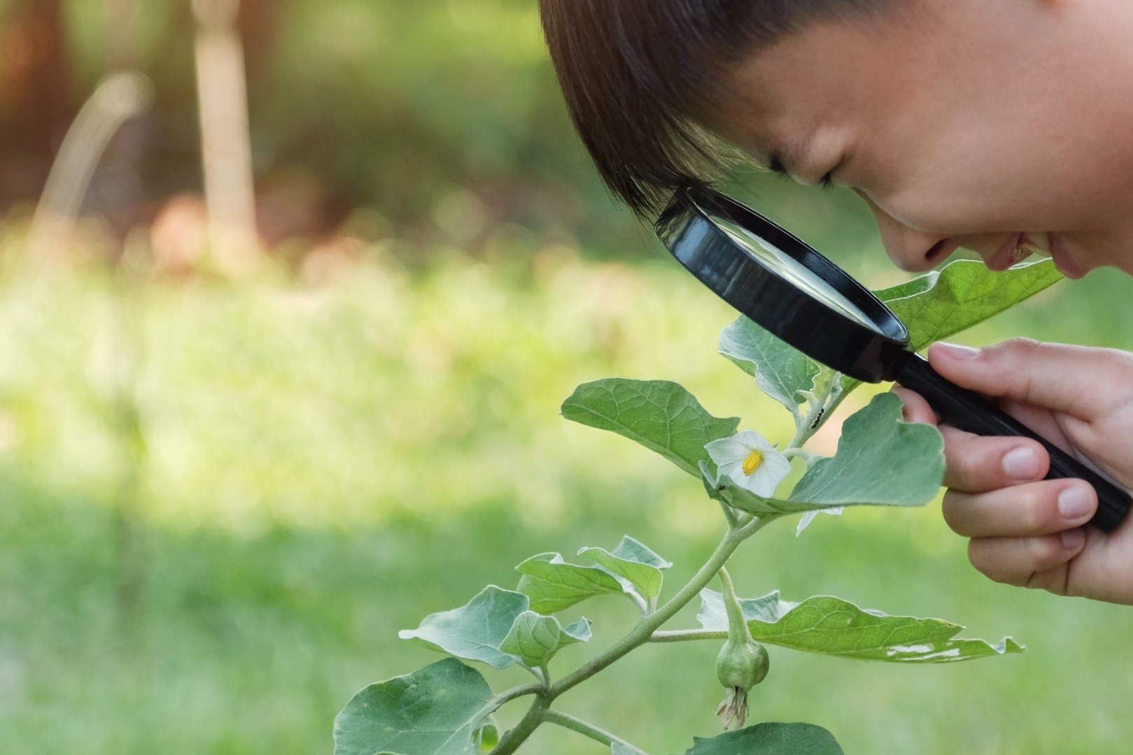 A student examines a leaf and flower with a magnifying glass outdoors